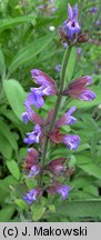 Salvia officinalis (szałwia lekarska)