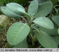 Salvia officinalis (szałwia lekarska)