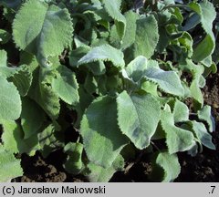 Salvia officinalis (szałwia lekarska)