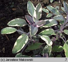 Salvia officinalis (szałwia lekarska)