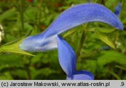 Salvia patens (szałwia otwarta)