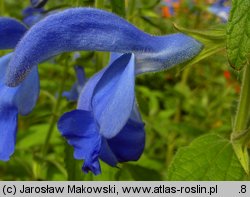 Salvia patens (szałwia otwarta)