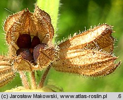 Salvia pratensis (szałwia łąkowa)