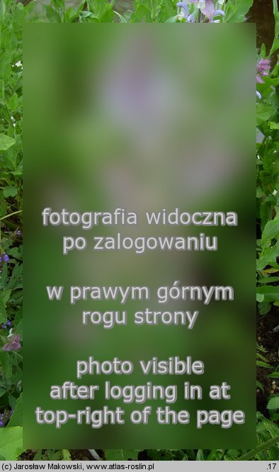 Salvia sclarea (szałwia muszkatołowa)