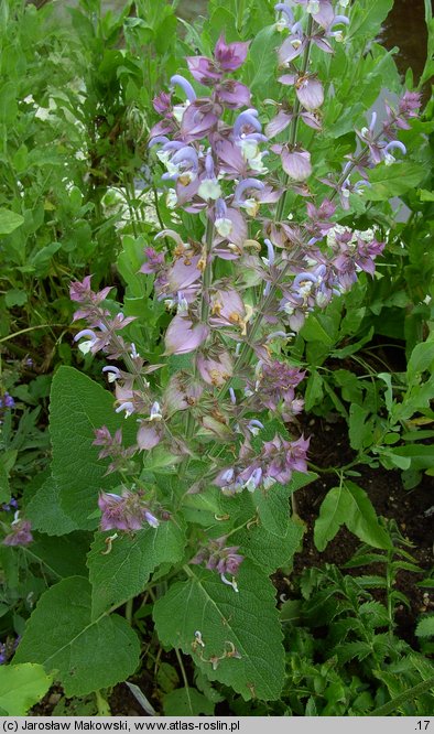 Salvia sclarea (szałwia muszkatołowa)