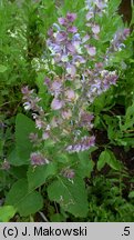 Salvia sclarea (szałwia muszkatołowa)