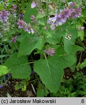 Salvia sclarea (szałwia muszkatołowa)