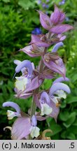 Salvia sclarea (szałwia muszkatołowa)