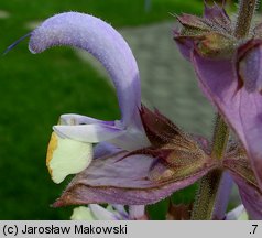 Salvia sclarea (szałwia muszkatołowa)