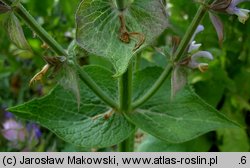 Salvia sclarea (szałwia muszkatołowa)