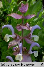 Salvia sclarea (szałwia muszkatołowa)