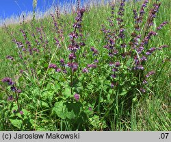 Salvia verticillata (szałwia okręgowa)