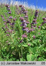 Salvia verticillata (szałwia okręgowa)