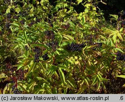 Sambucus ebulus (bez hebd)