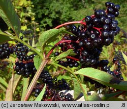 Sambucus ebulus (bez hebd)