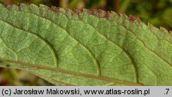 Sambucus ebulus (bez hebd)