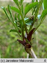 Sambucus nigra