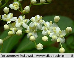 Sambucus nigra