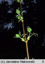 Sambucus racemosa (bez koralowy)