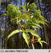 Sambucus racemosa (bez koralowy)