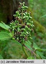 Sambucus racemosa (bez koralowy)