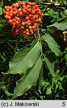 Sambucus racemosa (bez koralowy)