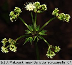 Sanicula europaea (żankiel zwyczajny)