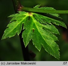 Sanicula europaea (żankiel zwyczajny)