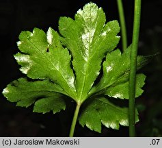 Sanicula europaea (żankiel zwyczajny)