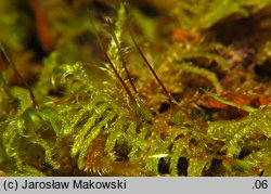 Sanionia uncinata (sanionia haczykowata)