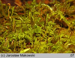 Sanionia uncinata (sanionia haczykowata)