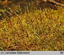 Sanionia uncinata (sanionia haczykowata)