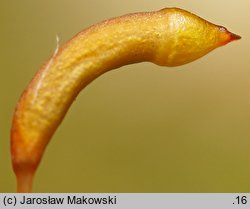 Sanionia uncinata (sanionia haczykowata)