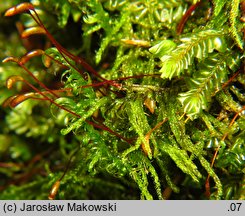 Sanionia uncinata (sanionia haczykowata)