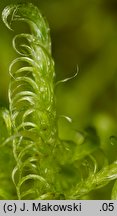 Sanionia uncinata (sanionia haczykowata)