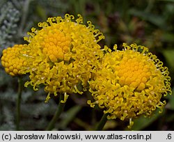 Santolina chamaecyparissus (santolina cyprysikowata)