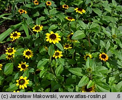 Sanvitalia procumbens (sanwitalia rozesłana)