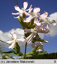 Saponaria officinalis (mydlnica lekarska)