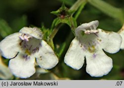 Satureja montana (cząber górski)