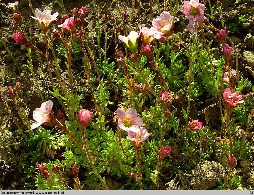 Saxifraga ×arendsii (skalnica Arendsa)