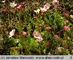 Saxifraga ×arendsii (skalnica Arendsa)