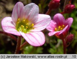 Saxifraga ×arendsii (skalnica Arendsa)