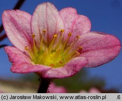 Saxifraga ×arendsii (skalnica Arendsa)