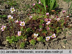 Saxifraga ×arendsii (skalnica Arendsa)