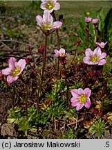 Saxifraga ×arendsii (skalnica Arendsa)