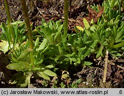 Saxifraga ×arendsii (skalnica Arendsa)