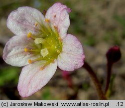 Saxifraga ×arendsii (skalnica Arendsa)