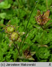 Saxifraga ×arendsii (skalnica Arendsa)