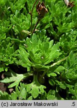 Saxifraga ×arendsii (skalnica Arendsa)