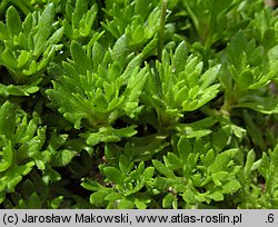 Saxifraga ×arendsii (skalnica Arendsa)